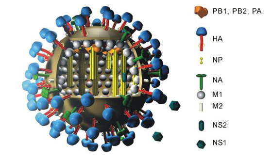 An illustrative look at Swine Flu. Image via: http://www.flickr.com/photos/28889807@N05/3689142069/